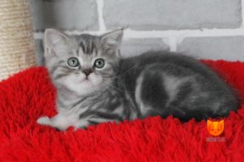 Jack MeowClub *BY